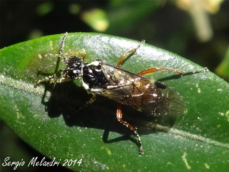Aglaostigma cfr. aucupariae